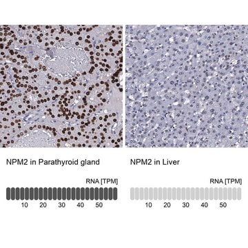 Anti-NPM2 antibody produced in rabbit Prestige Antibodies&#174; Powered by Atlas Antibodies, affinity isolated antibody, buffered aqueous glycerol solution