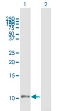 Anti-HTN1 antibody produced in mouse purified immunoglobulin, buffered aqueous solution