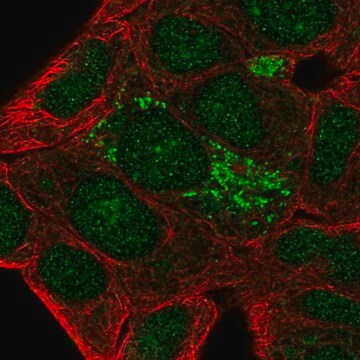 Anti-DHRS2 antibody produced in rabbit Prestige Antibodies&#174; Powered by Atlas Antibodies, affinity isolated antibody