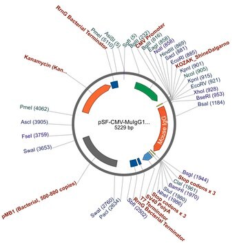 PSF-CMV-MUIGG1 - MOUSE IGG1 HEAVY CHAIN ANTIBODY PLASMID plasmid vector for molecular cloning