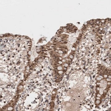 Anti-ASTN2 antibody produced in rabbit Prestige Antibodies&#174; Powered by Atlas Antibodies, affinity isolated antibody, buffered aqueous glycerol solution