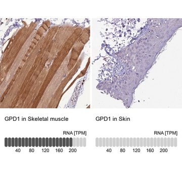 Anti-GPD1 antibody produced in rabbit affinity isolated antibody, buffered aqueous glycerol solution