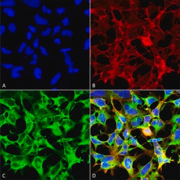 Monoclonal Anti-Sulfotyrosine antibody produced in mouse clone 7C5