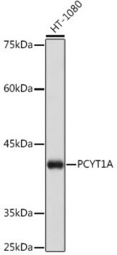 Anti-PCYT1A Antibody, clone 1D9L4, Rabbit Monoclonal