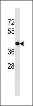 ANTI-GPR88 (C-TERM) antibody produced in rabbit IgG fraction of antiserum, buffered aqueous solution