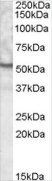 抗UNC5CL抗体 ヤギ宿主抗体 affinity isolated antibody, buffered aqueous solution