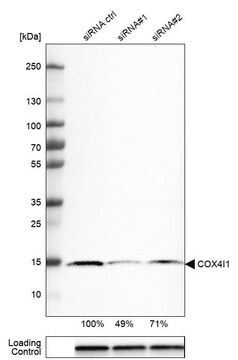 Monoclonal Anti-COX4I1 antibody produced in mouse Prestige Antibodies&#174; Powered by Atlas Antibodies, clone CL3501, purified immunoglobulin, buffered aqueous glycerol solution