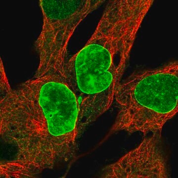 Anti-Cenpf Antibody Produced In Rabbit Prestige Antibodies&#174; Powered by Atlas Antibodies, affinity isolated antibody, buffered aqueous glycerol solution