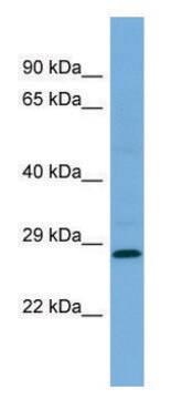 Anti-MED19 antibody produced in rabbit affinity isolated antibody