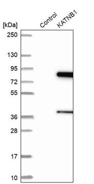 Anti-KATNB1 antibody produced in rabbit Prestige Antibodies&#174; Powered by Atlas Antibodies, affinity isolated antibody, buffered aqueous glycerol solution