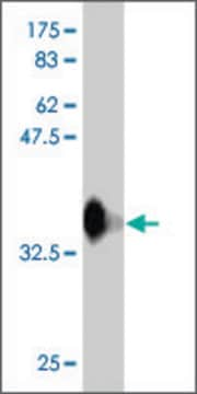 Monoclonal Anti-RFWD3 antibody produced in mouse clone 6B4, purified immunoglobulin, buffered aqueous solution