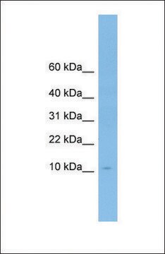 Anti-APOA2, (N-terminal) antibody produced in rabbit affinity isolated antibody