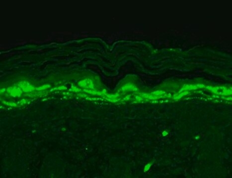 Monoclonal Anti-SHANK1 antibody produced in mouse clone S22-21, 1&#160;mg/mL, purified immunoglobulin