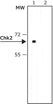 Anti-Chk2 antibody, Mouse monoclonal clone DCS-273, purified from hybridoma cell culture