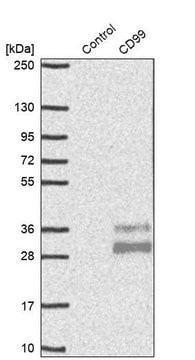 Anti-CD99 antibody produced in rabbit Prestige Antibodies&#174; Powered by Atlas Antibodies, affinity isolated antibody, buffered aqueous glycerol solution