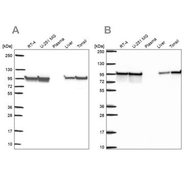 Anti-HSP90AB1 antibody produced in rabbit Prestige Antibodies&#174; Powered by Atlas Antibodies, affinity isolated antibody