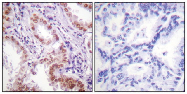 Anti-Histone H3 antibody produced in rabbit affinity isolated antibody