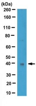 Anti-Wnt3a Antibody from rabbit, purified by affinity chromatography