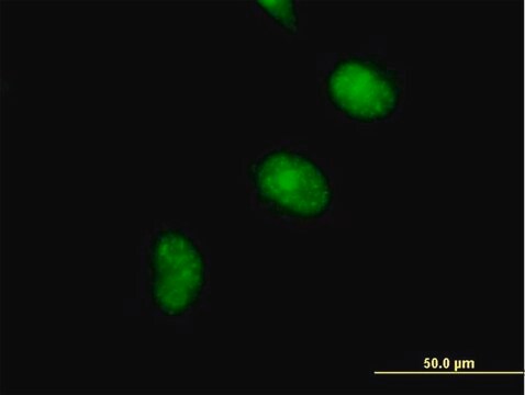 Anti-CDCA5 antibody produced in mouse IgG fraction of antiserum, buffered aqueous solution