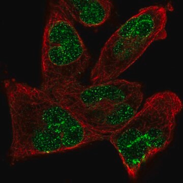 Anti-ANKRD17 antibody produced in rabbit Prestige Antibodies&#174; Powered by Atlas Antibodies, affinity isolated antibody