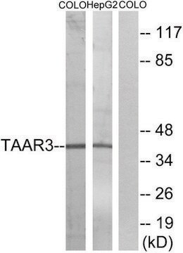 Anti-TAAR3 antibody produced in rabbit affinity isolated antibody