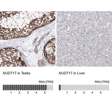 Anti-NUDT17 antibody produced in rabbit Prestige Antibodies&#174; Powered by Atlas Antibodies, affinity isolated antibody, buffered aqueous glycerol solution