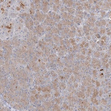 Anti-C21orf58 antibody produced in rabbit Prestige Antibodies&#174; Powered by Atlas Antibodies, affinity isolated antibody, buffered aqueous glycerol solution