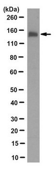 Anti-FNIP1 Antibody, clone 1C10.2 clone 1C10.2, from mouse