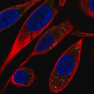 Anti-VTI1B antibody produced in rabbit Prestige Antibodies&#174; Powered by Atlas Antibodies, affinity isolated antibody