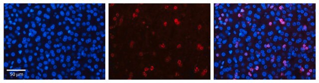 Anti-NR2F6 (AB2) antibody produced in rabbit affinity isolated antibody