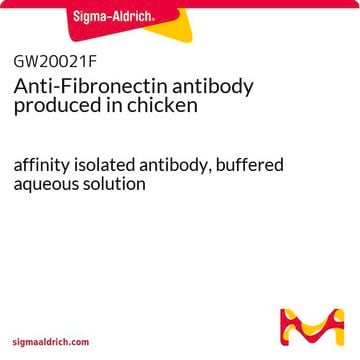 Anti-Fibronectin antibody produced in chicken affinity isolated antibody, buffered aqueous solution