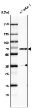 Monoclonal Anti-PLK1 antibody produced in mouse Prestige Antibodies&#174; Powered by Atlas Antibodies, clone CL8360, purified immunoglobulin, buffered aqueous glycerol solution