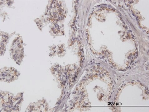 Anti-CHGN antibody produced in mouse purified immunoglobulin, buffered aqueous solution