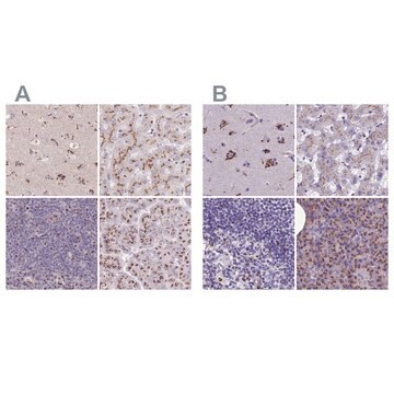 Anti-CASC4 antibody produced in rabbit Prestige Antibodies&#174; Powered by Atlas Antibodies, affinity isolated antibody, buffered aqueous glycerol solution