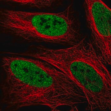 Anti-ZMYM3 antibody produced in rabbit Prestige Antibodies&#174; Powered by Atlas Antibodies, affinity isolated antibody