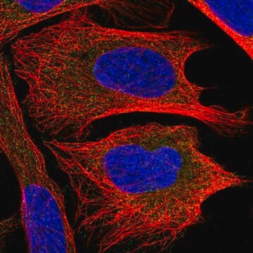 Anti-CHMP2B antibody produced in rabbit Prestige Antibodies&#174; Powered by Atlas Antibodies, affinity isolated antibody