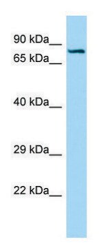 Anti-SEMA7A (C-terminal) antibody produced in rabbit affinity isolated antibody