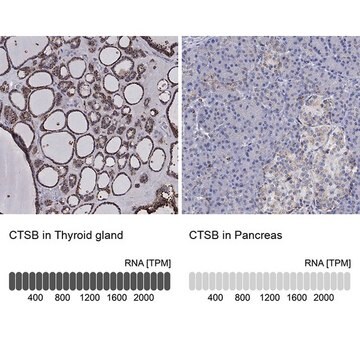 Anti-CTSB antibody produced in rabbit Prestige Antibodies&#174; Powered by Atlas Antibodies, affinity isolated antibody, buffered aqueous glycerol solution