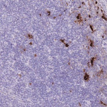 Anti-TPSB2 antibody produced in rabbit Prestige Antibodies&#174; Powered by Atlas Antibodies, affinity isolated antibody, buffered aqueous glycerol solution