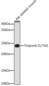 Anti-Troponin I1/TnI1 Antibody, clone 5K1U2, Rabbit Monoclonal