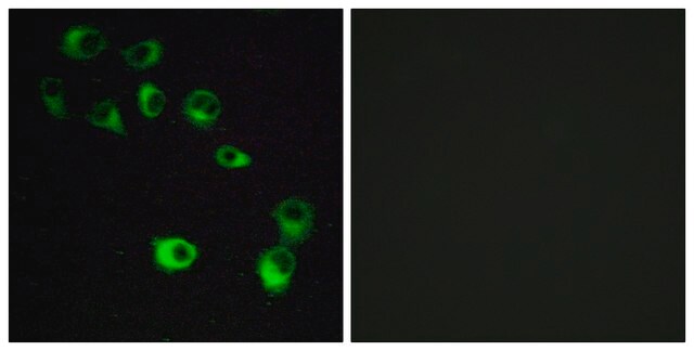 Anti-VN1R4 antibody produced in rabbit affinity isolated antibody