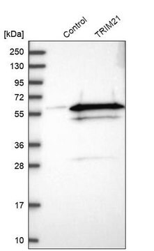 Anti-TRIM21 antibody produced in rabbit Prestige Antibodies&#174; Powered by Atlas Antibodies, affinity isolated antibody, buffered aqueous glycerol solution