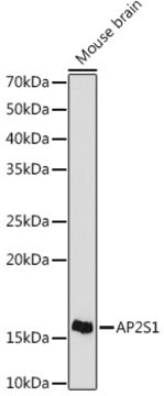 Anti-AP2S1 Antibody, clone 4G1G1, Rabbit Monoclonal