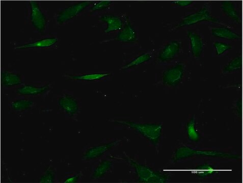 Monoclonal Anti-CHST3 antibody produced in mouse clone 1D3, purified immunoglobulin, buffered aqueous solution