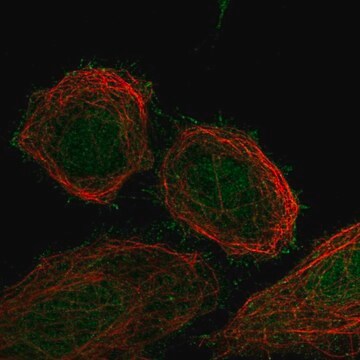 Anti-FBXO41 antibody produced in rabbit Prestige Antibodies&#174; Powered by Atlas Antibodies, affinity isolated antibody