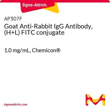 Anti-Kaninchen-IgG-Antikörper der Ziege, (H+L) FITC-Konjugat 1.0&#160;mg/mL, Chemicon&#174;