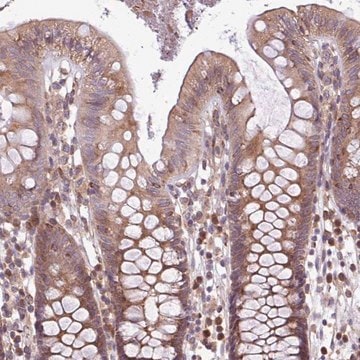 Anti-MEGF6 antibody produced in rabbit Prestige Antibodies&#174; Powered by Atlas Antibodies, affinity isolated antibody, buffered aqueous glycerol solution