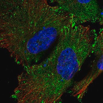 Anti-SRP68 antibody produced in rabbit Prestige Antibodies&#174; Powered by Atlas Antibodies, affinity isolated antibody