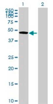 Anti-OMD antibody produced in mouse purified immunoglobulin, buffered aqueous solution