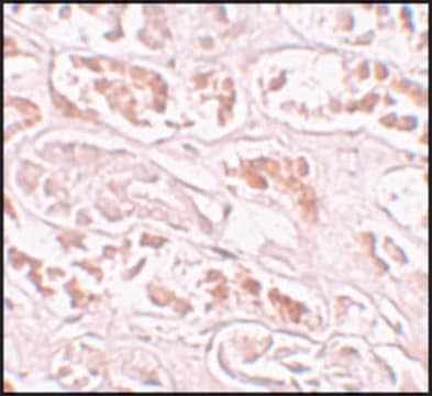 Anti-BANP antibody produced in rabbit affinity isolated antibody, buffered aqueous solution